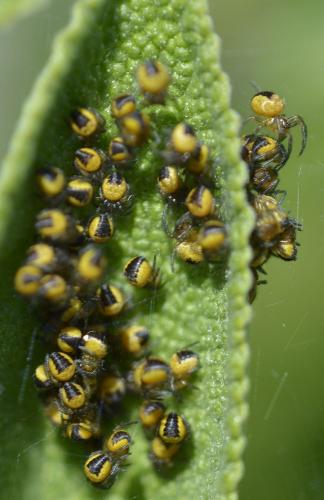 Araneus diadematus
